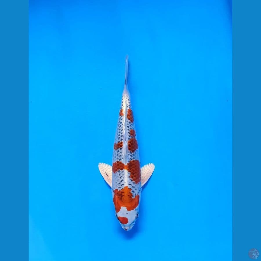 kujaku redy show ori 28cm