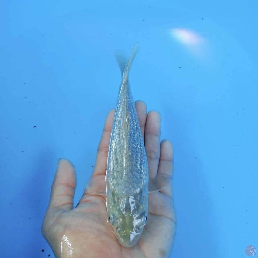 soragoi 20 cm