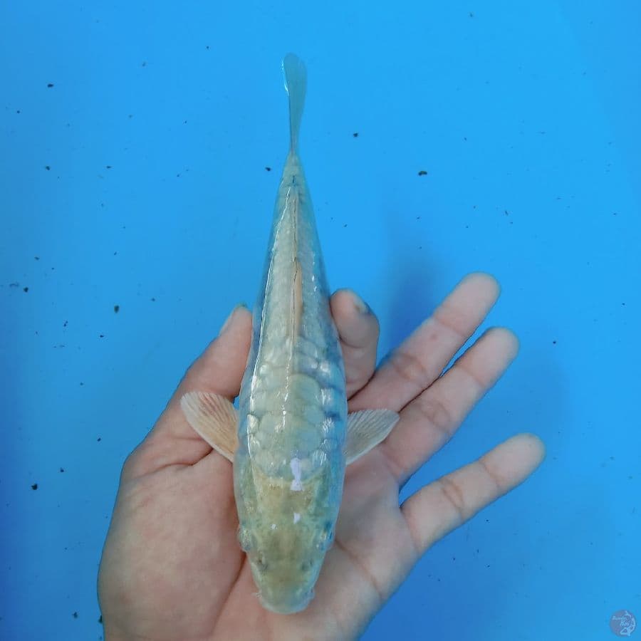 soragoi aragoke gindrin 20 cm
