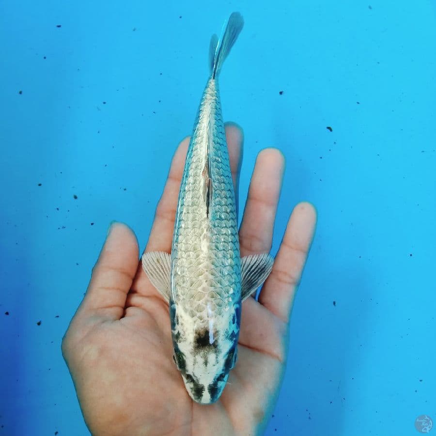 mukasi gindrin 20 cm