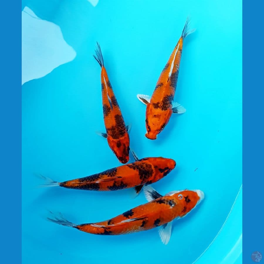 paket mix 22/25cm