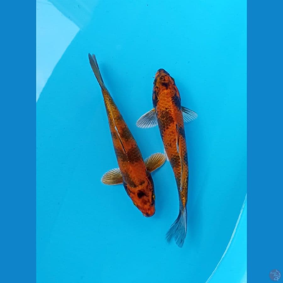 kin utsuri hikari 23bu