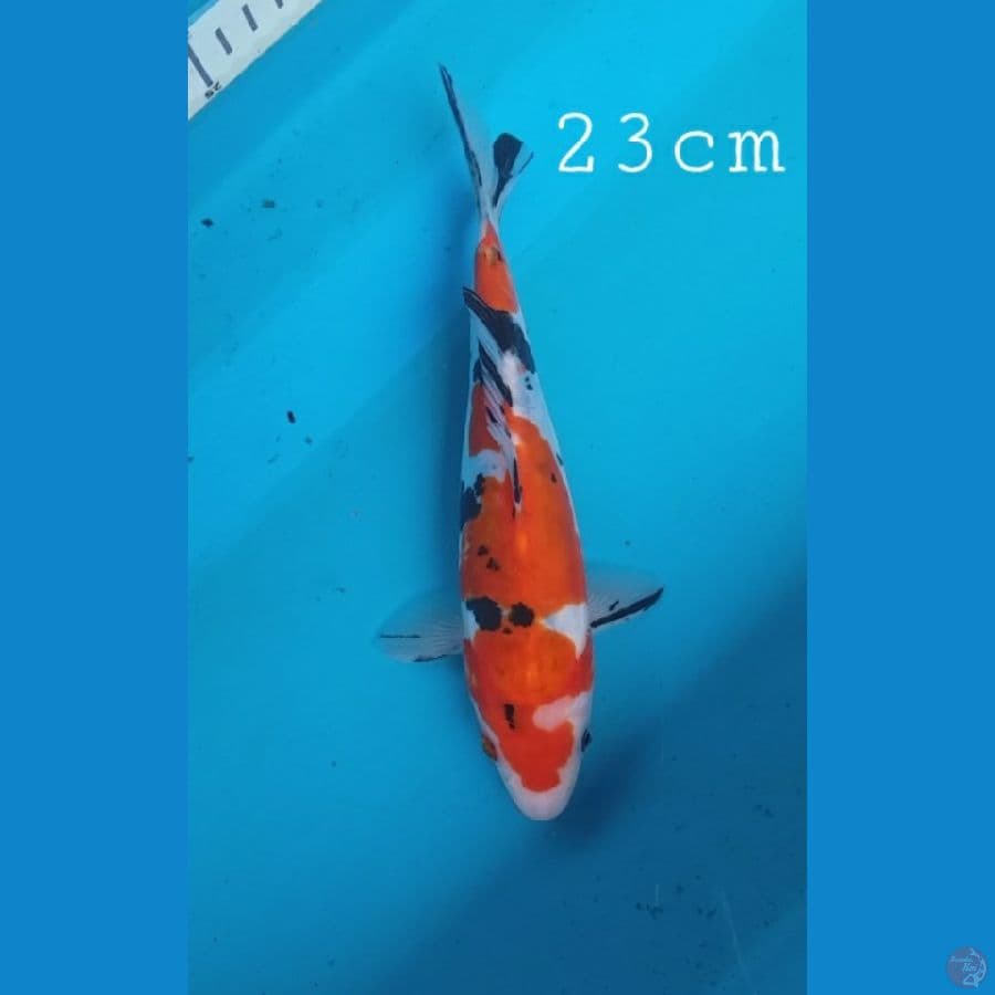 doitsu sanke 23cm