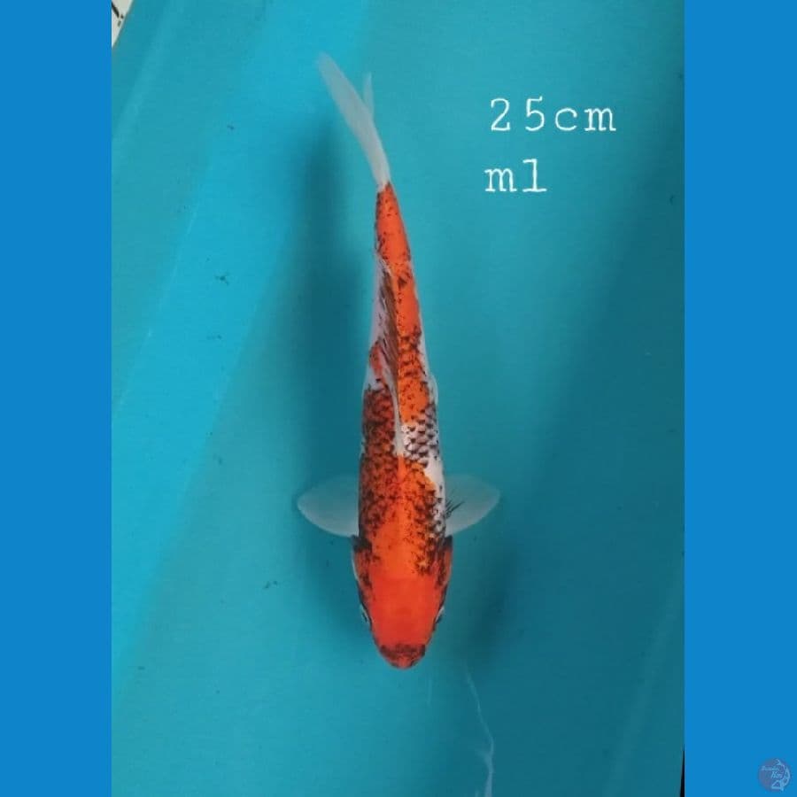 Beni matsukawabake 25cm/ml