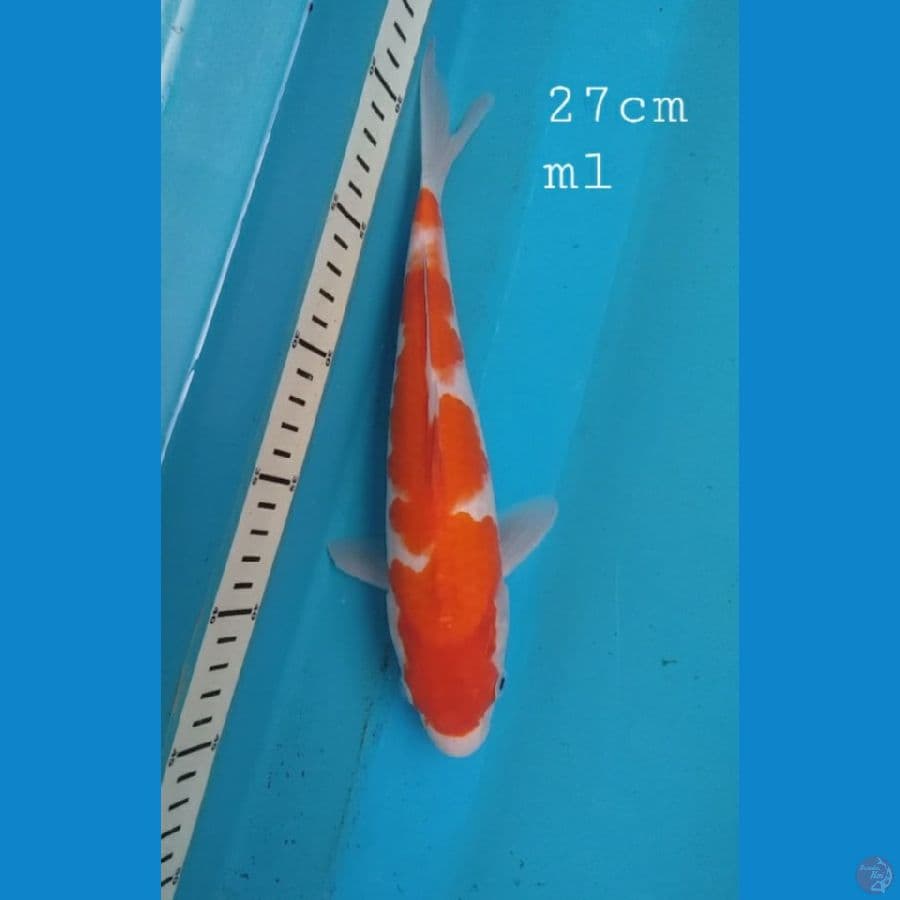 Kohaku 27cm/ml