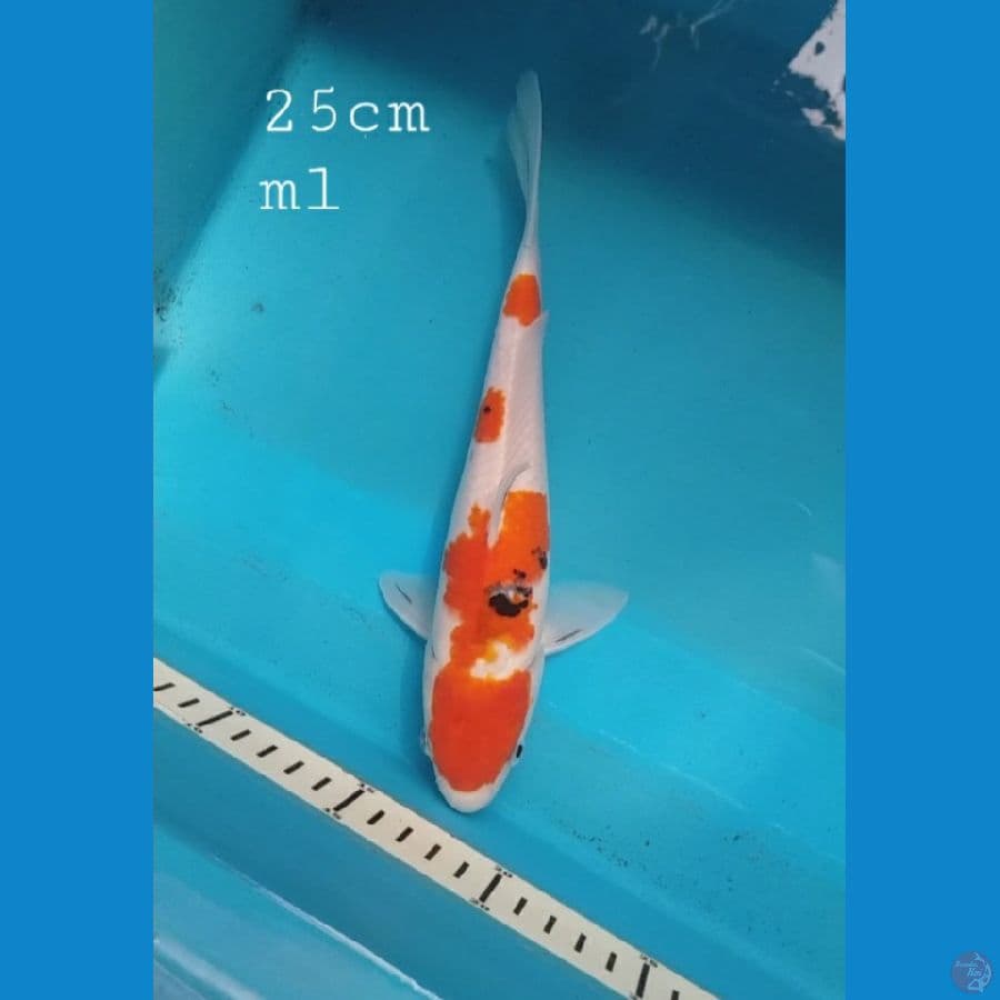 sanke 25cm-ml