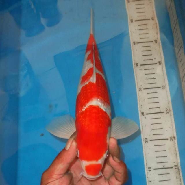KINGINRIN KOHAKU