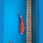 Ai koromo 39cm F