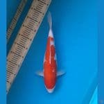 Ai koromo 35cm F