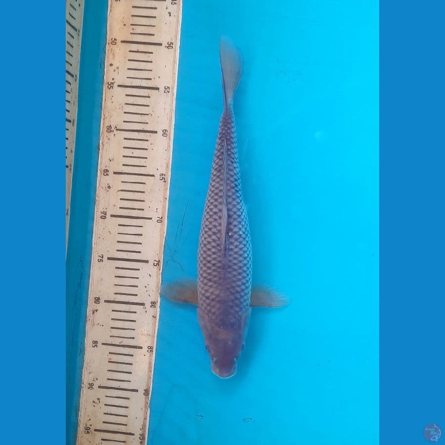 Soragoi 36cm F