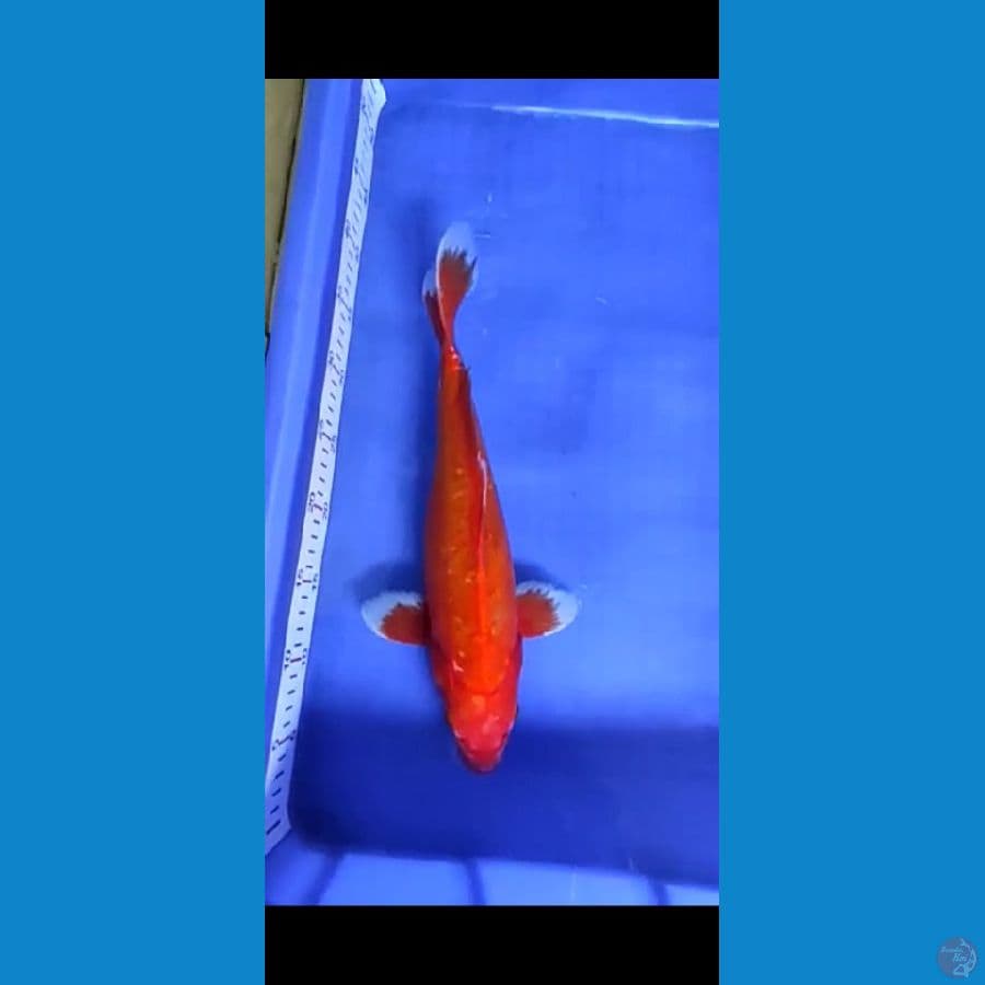 Aka Hajiro Doitsu 38 cm