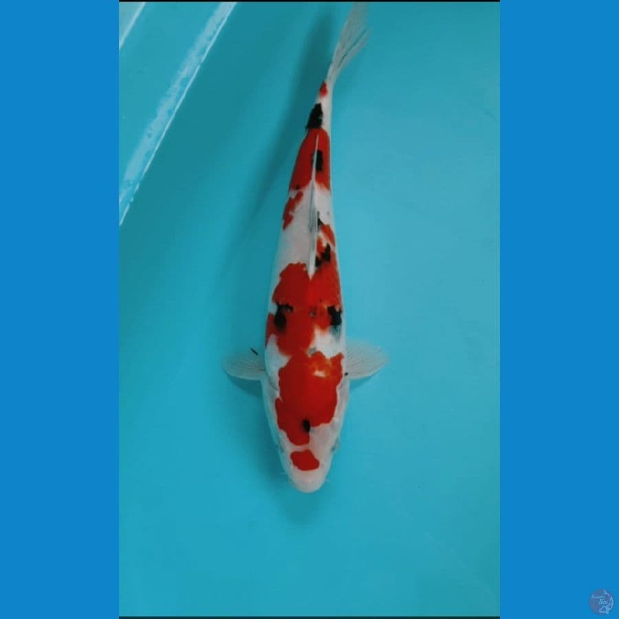SANKE ORI 35CM
