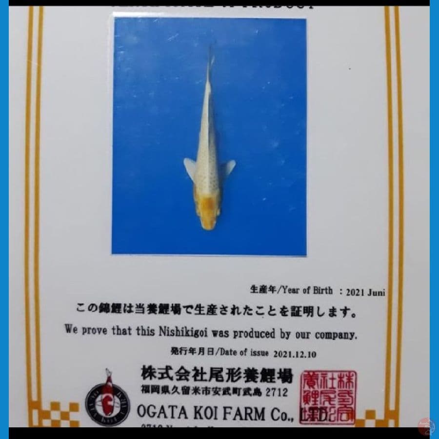 OGON 30cm ogata
