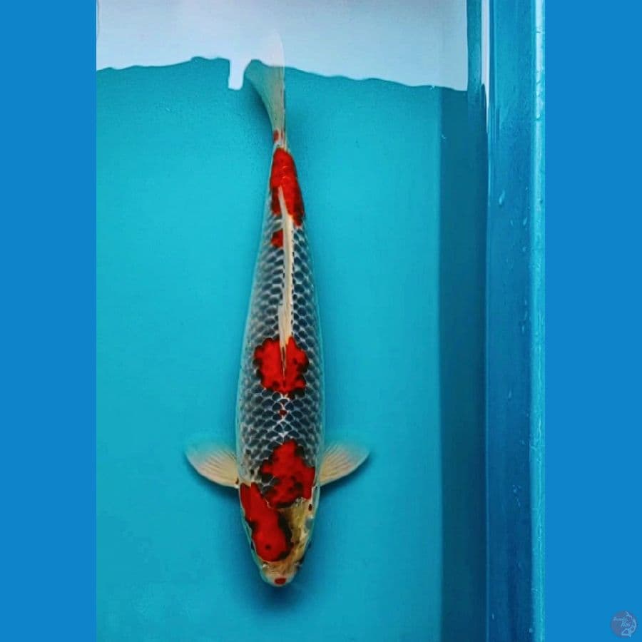 goshiki 40cm male