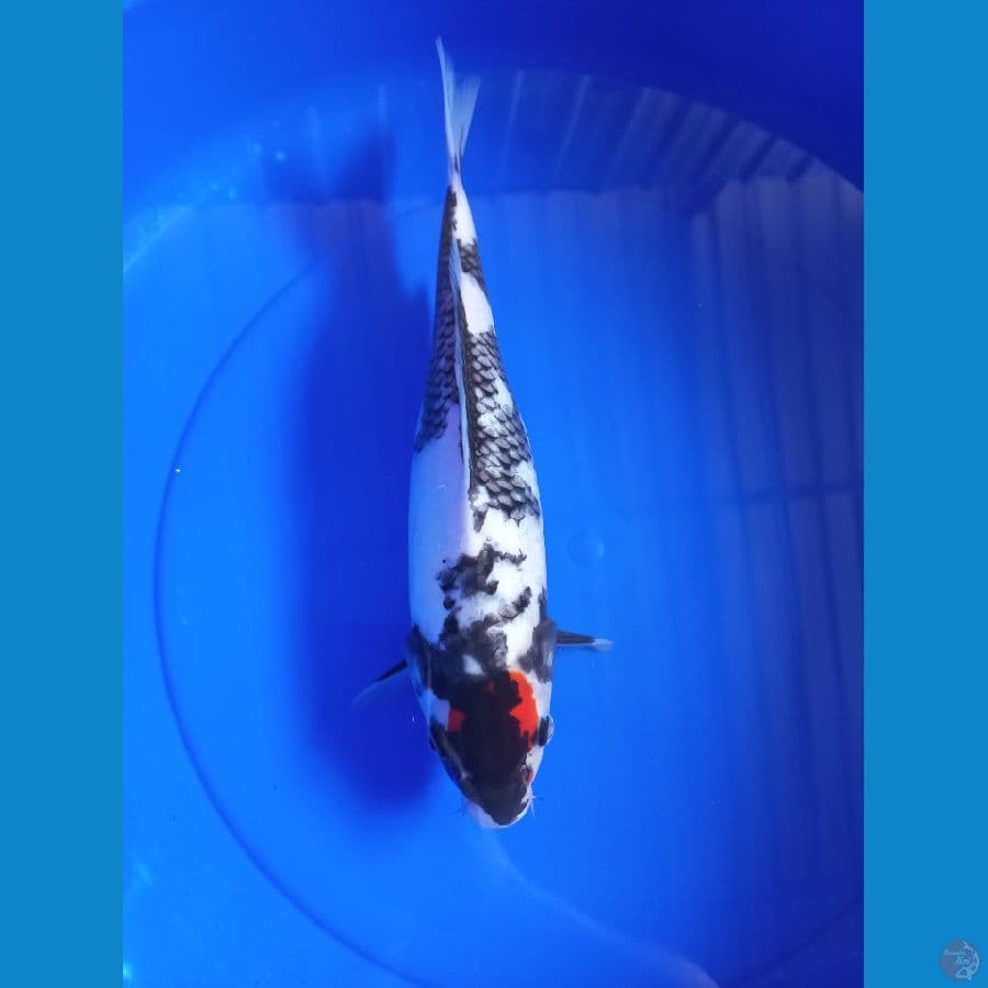 Tancho showa 34cm #F