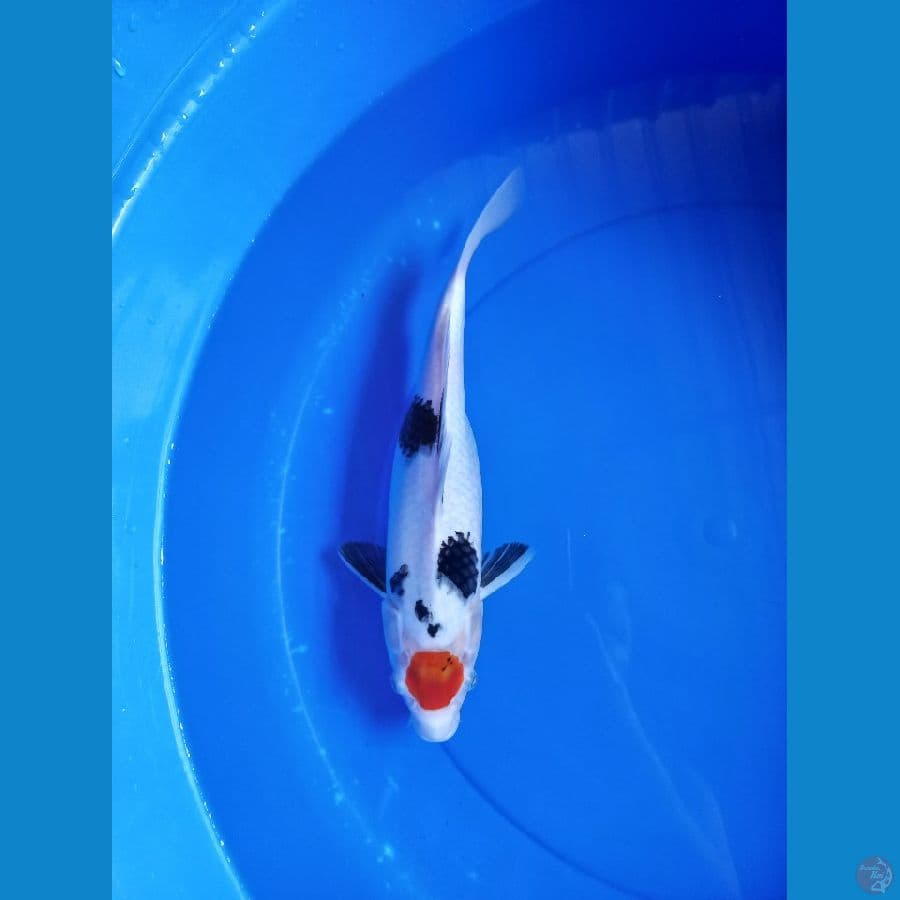 Tancho Showa 30cm #F