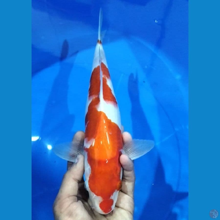 KOHAKU 34CM
