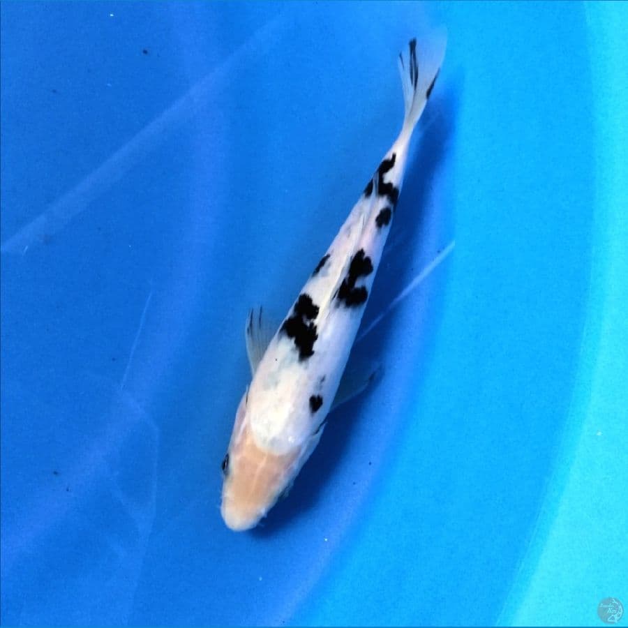 25cm