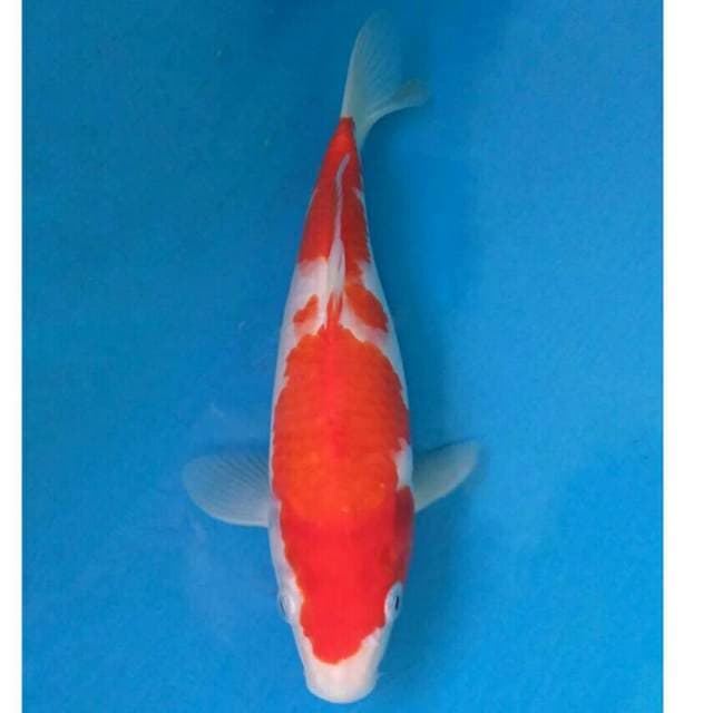 Okawa Kohaku