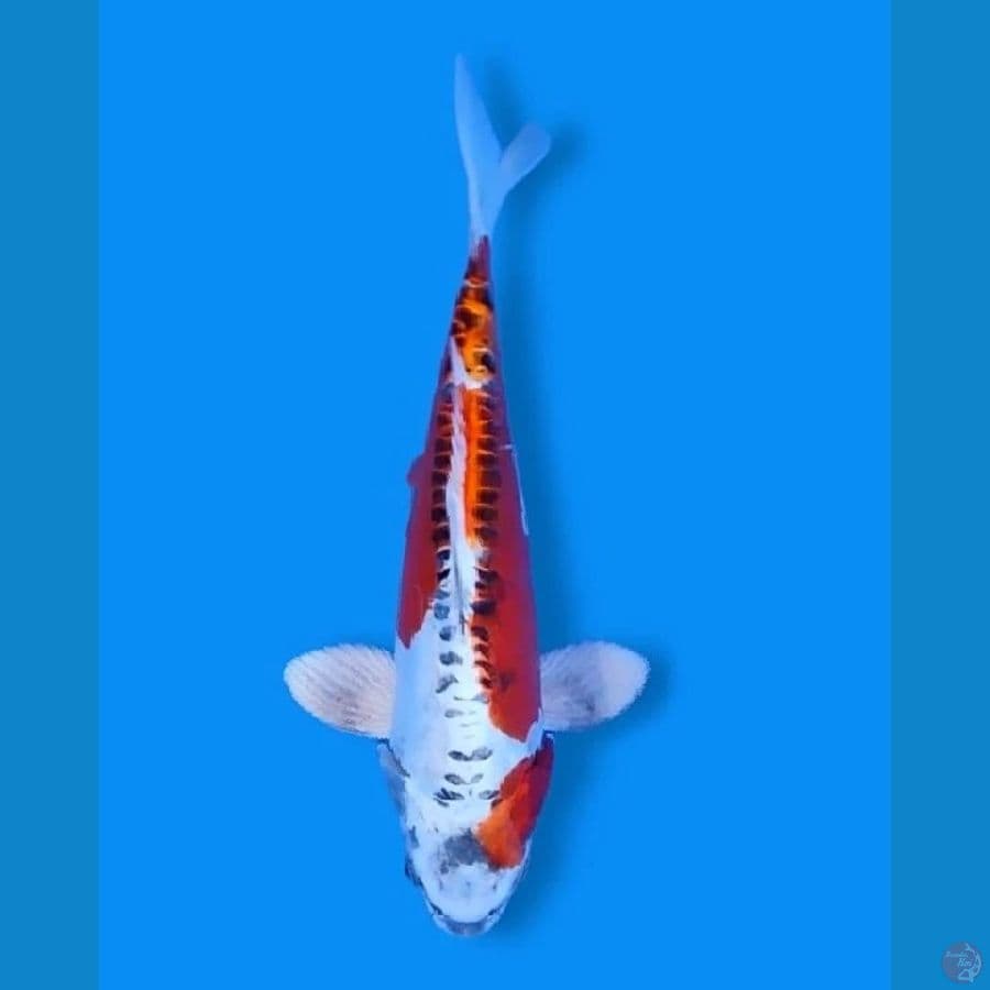 Kikokuryu 32 Female