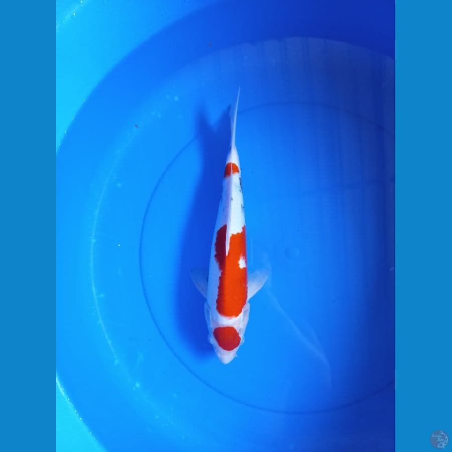 showa 32cm #M