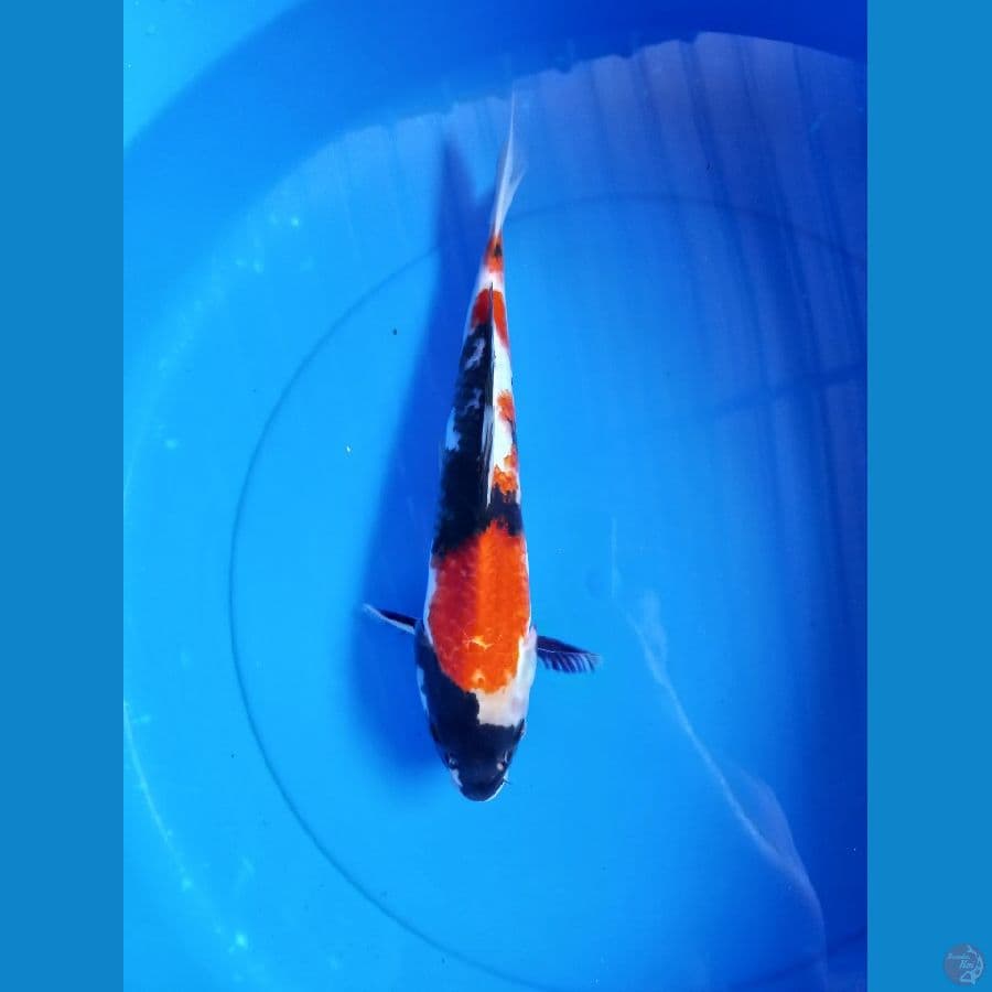 Showa 33cm #M