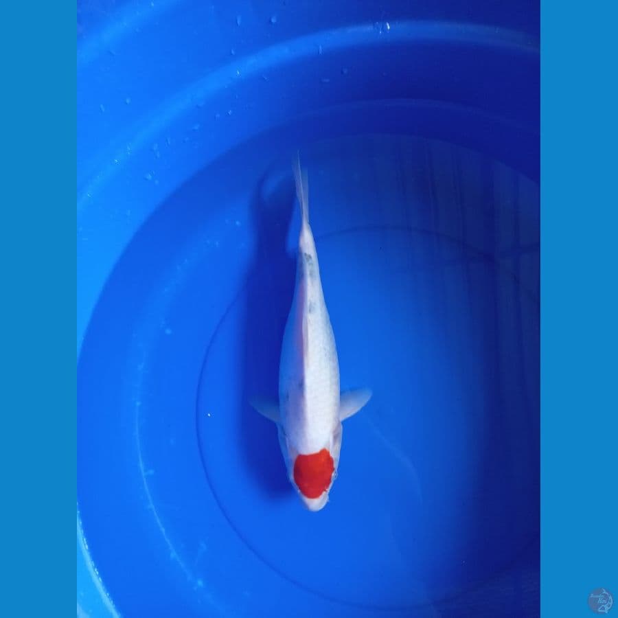 Tancho Showa 35cm #F