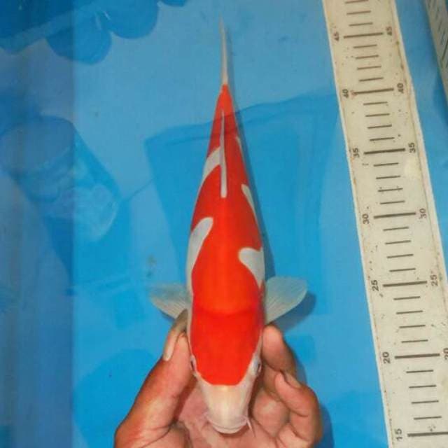RED SNACK LEGEND KOHAKU