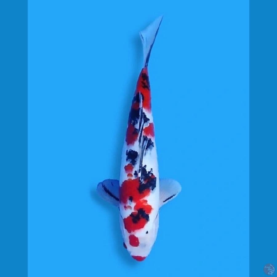 Kucibeni Sanke 34 Male