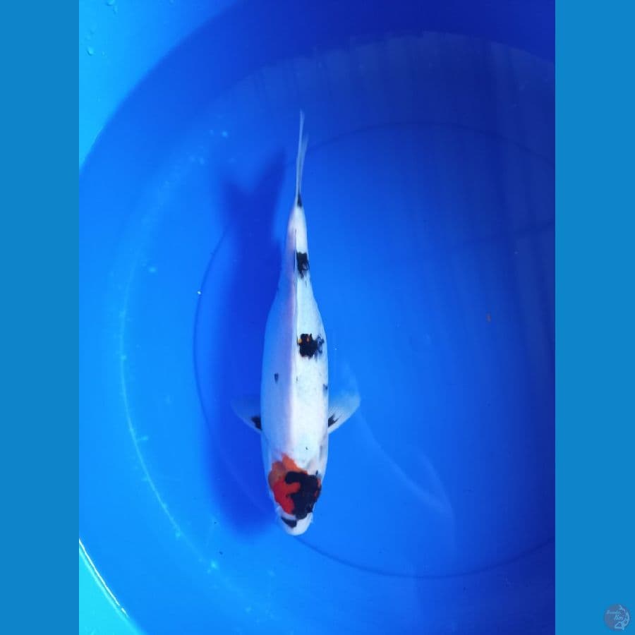 Tancho showa 32cm #F