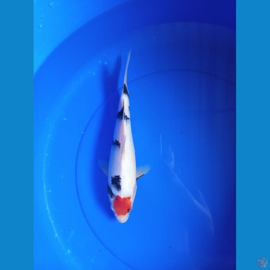 Tancho showa 31cm #F