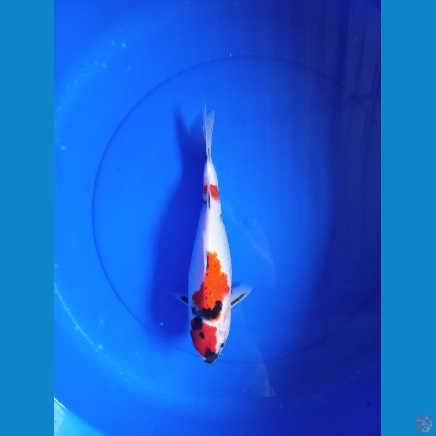 Showa 30cm #F