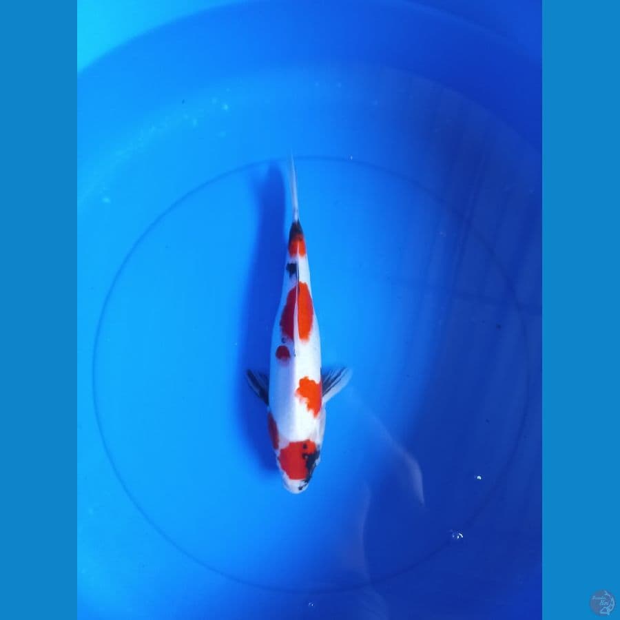 Showa 28cm #F