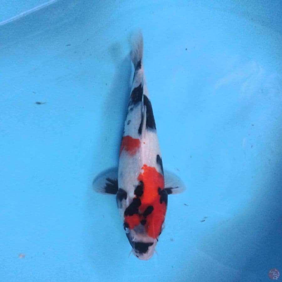 Showa Sanshoku 32cm