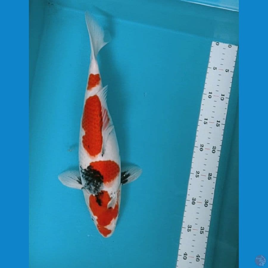 showa motogoro 37cm /fm