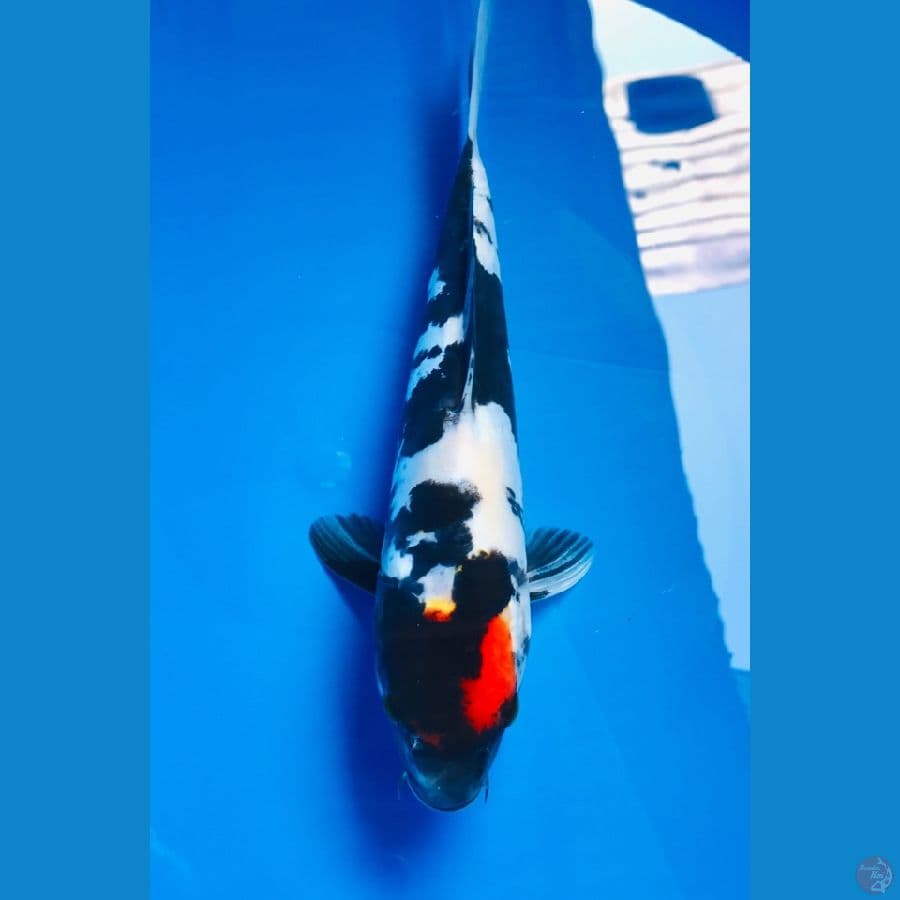 tancho showa doitsu 27cm