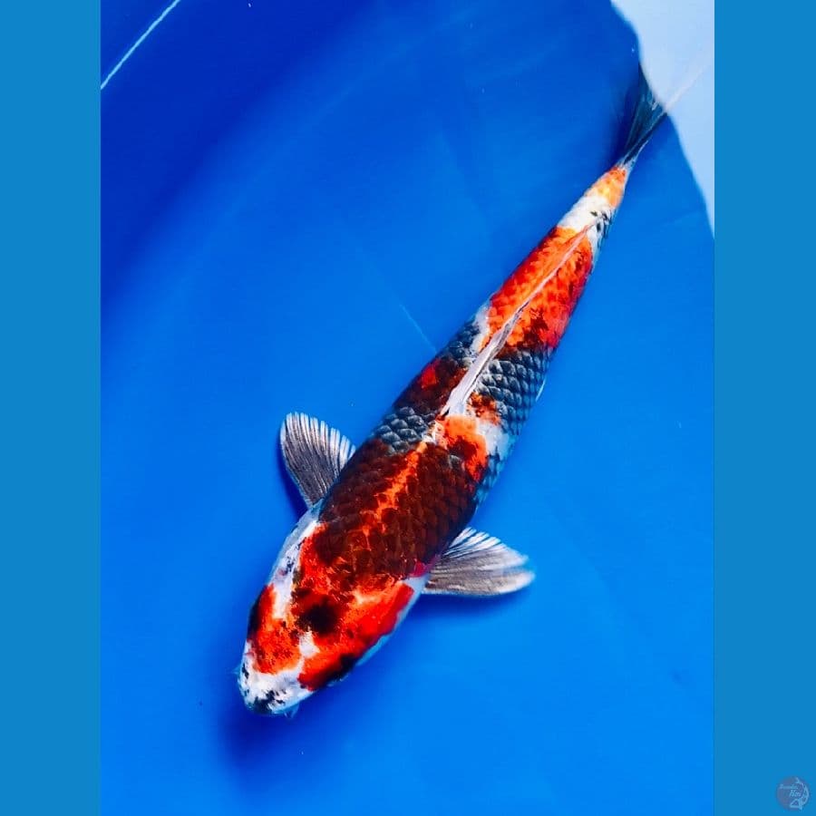 kage showa 25cm