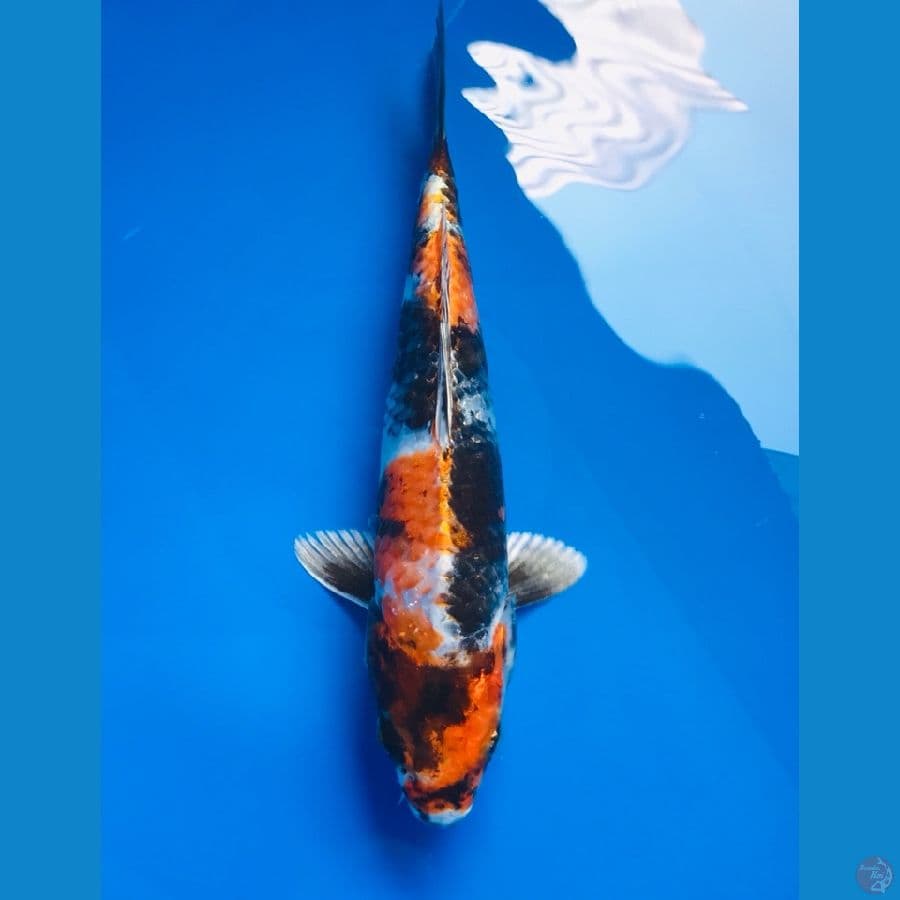 kin showa 25cm