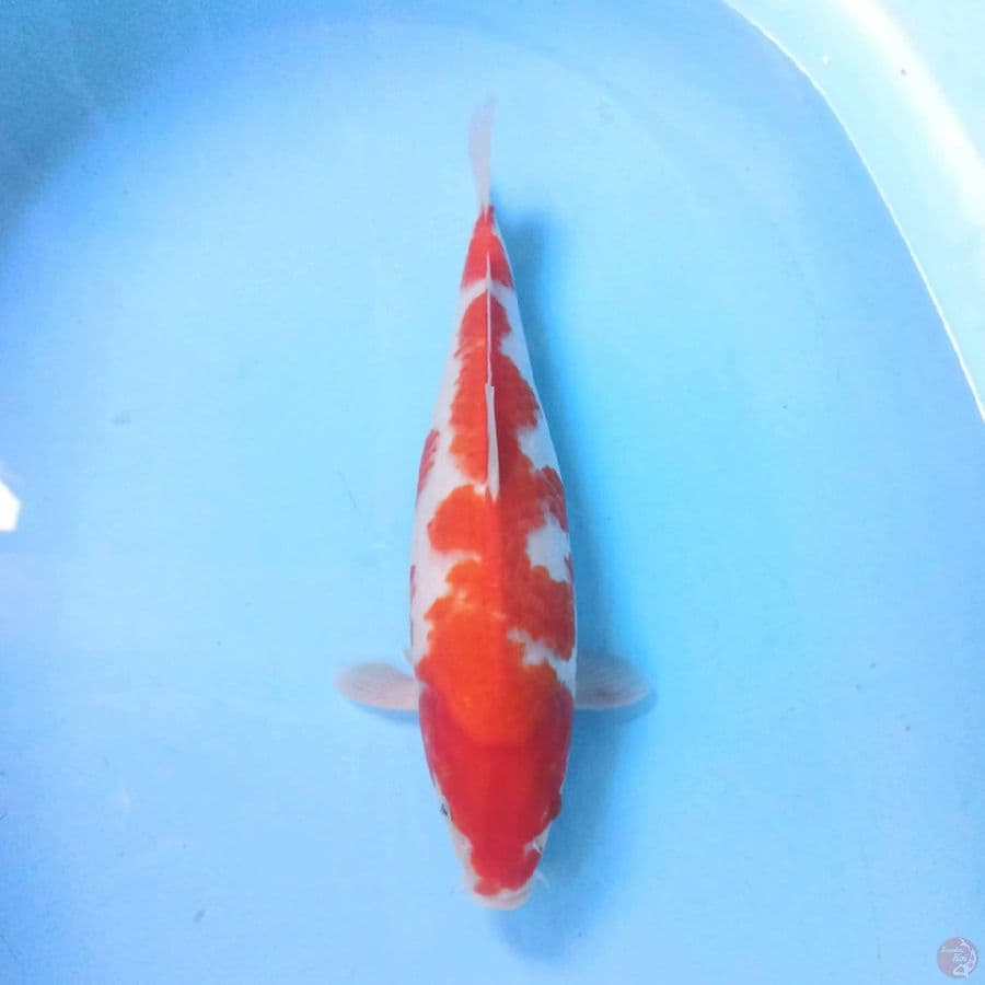 KOHAKU 35CM