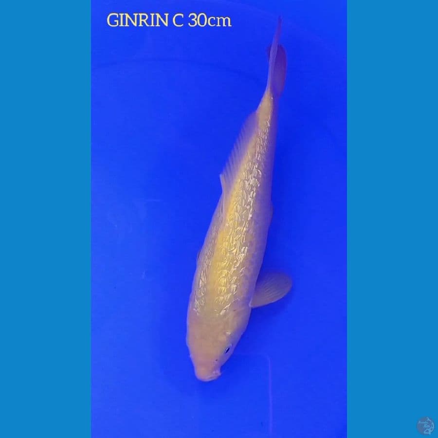 KARASHI GINRIN SQ 30cm