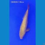KARASHI GINRIN SQ 30cm