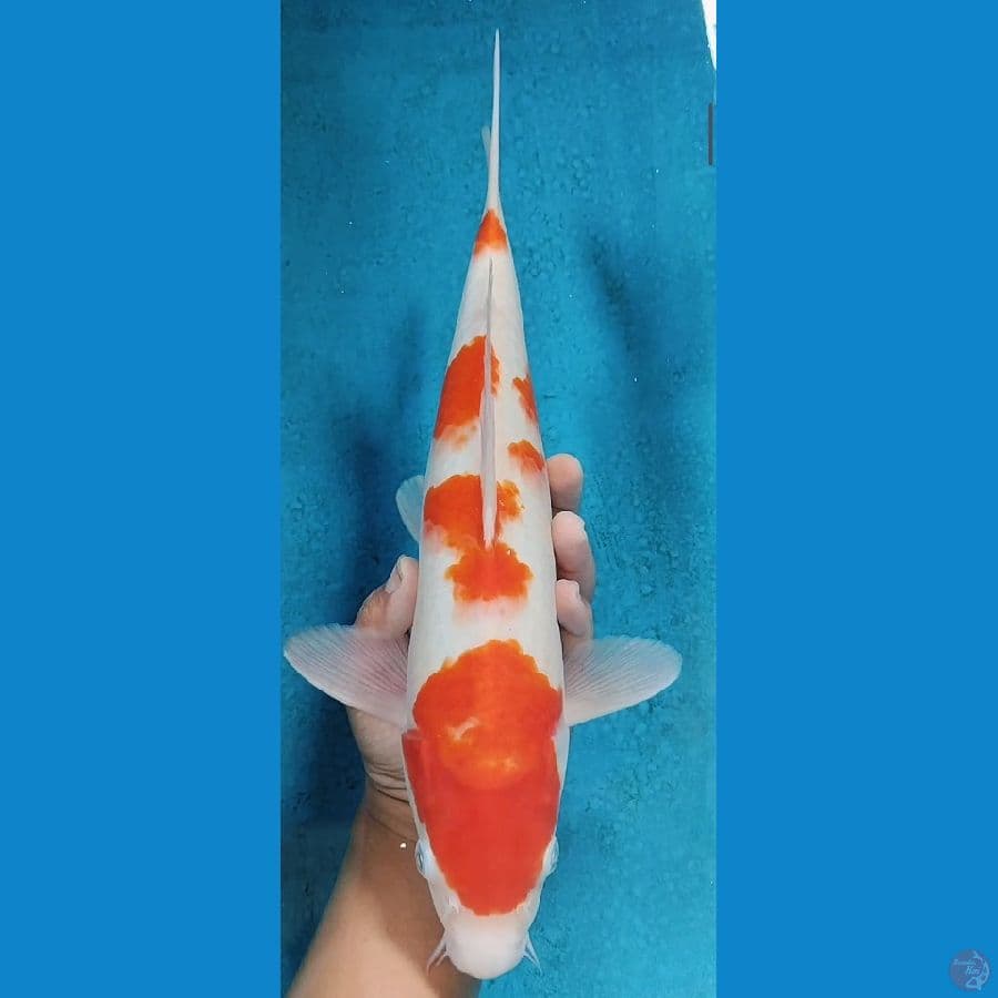 kohaku