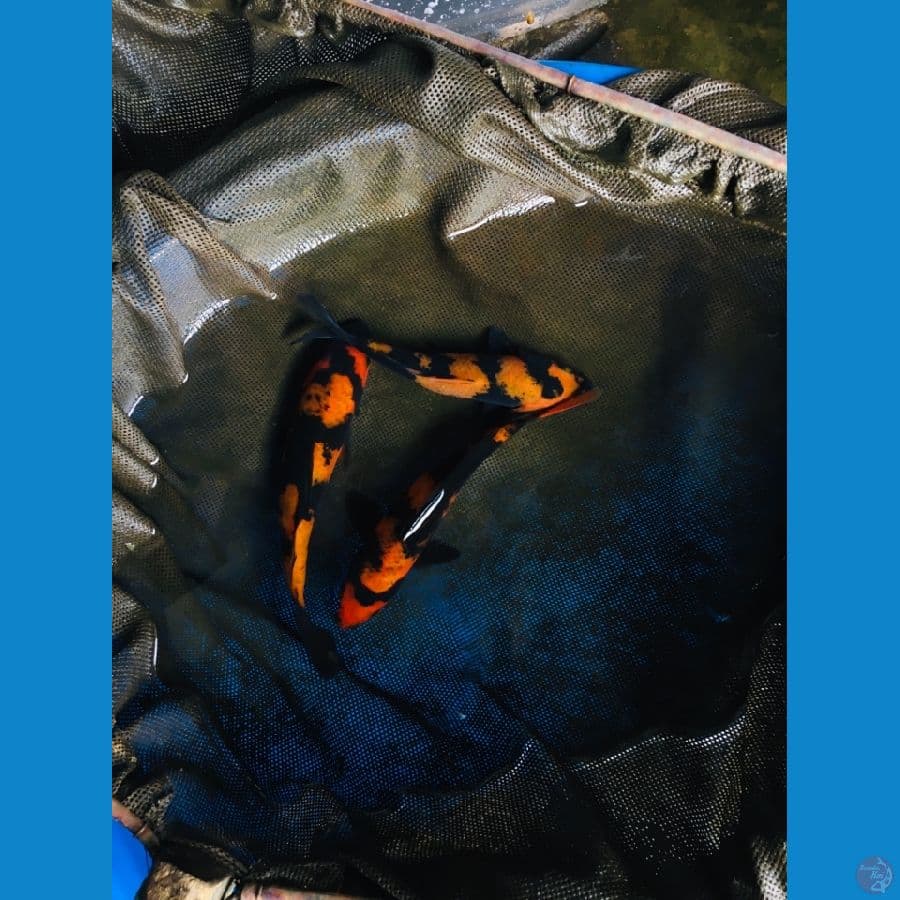 Hi utsuri paket 3 ekor istimewa 