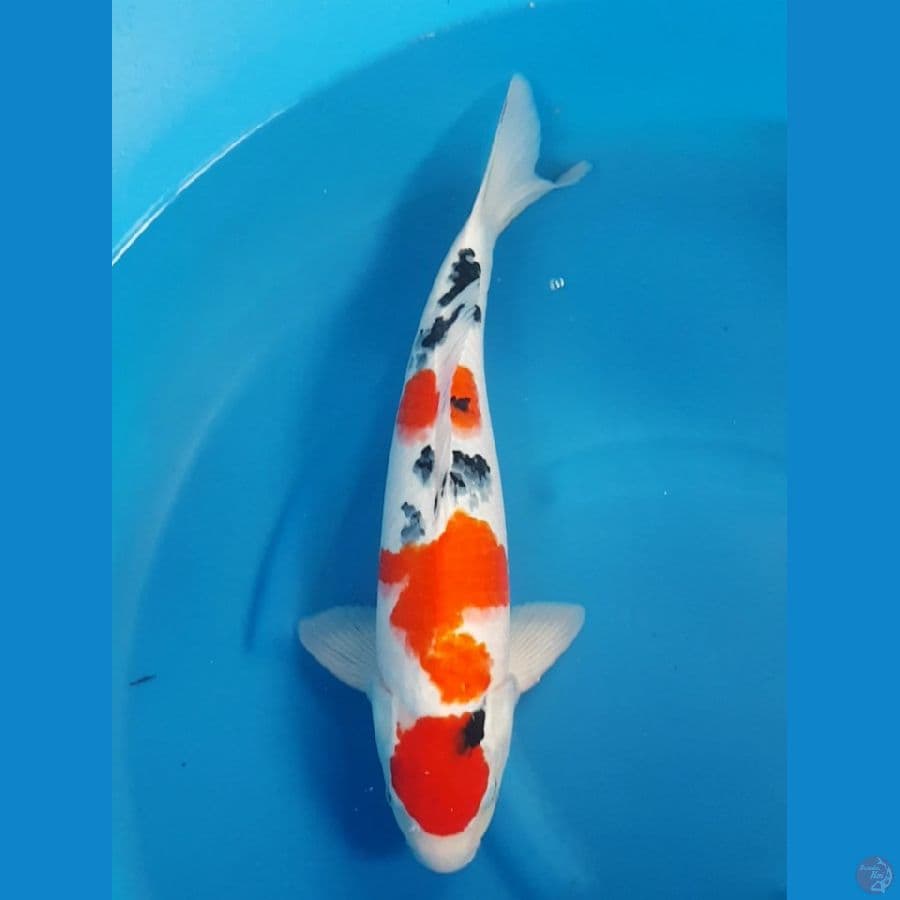 SANKE 50 CM MALE