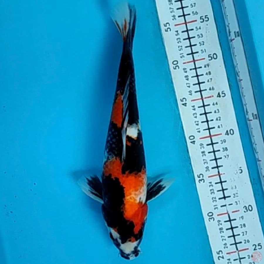 showa 32cm/f
