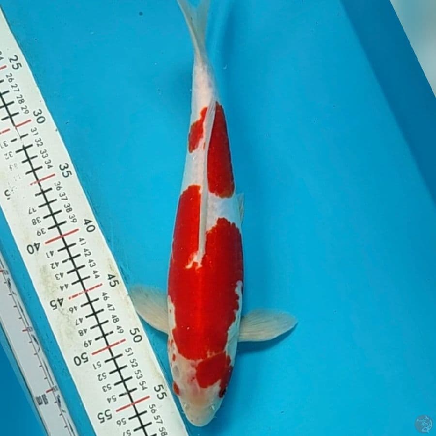 kohaku doit 36cm/mile