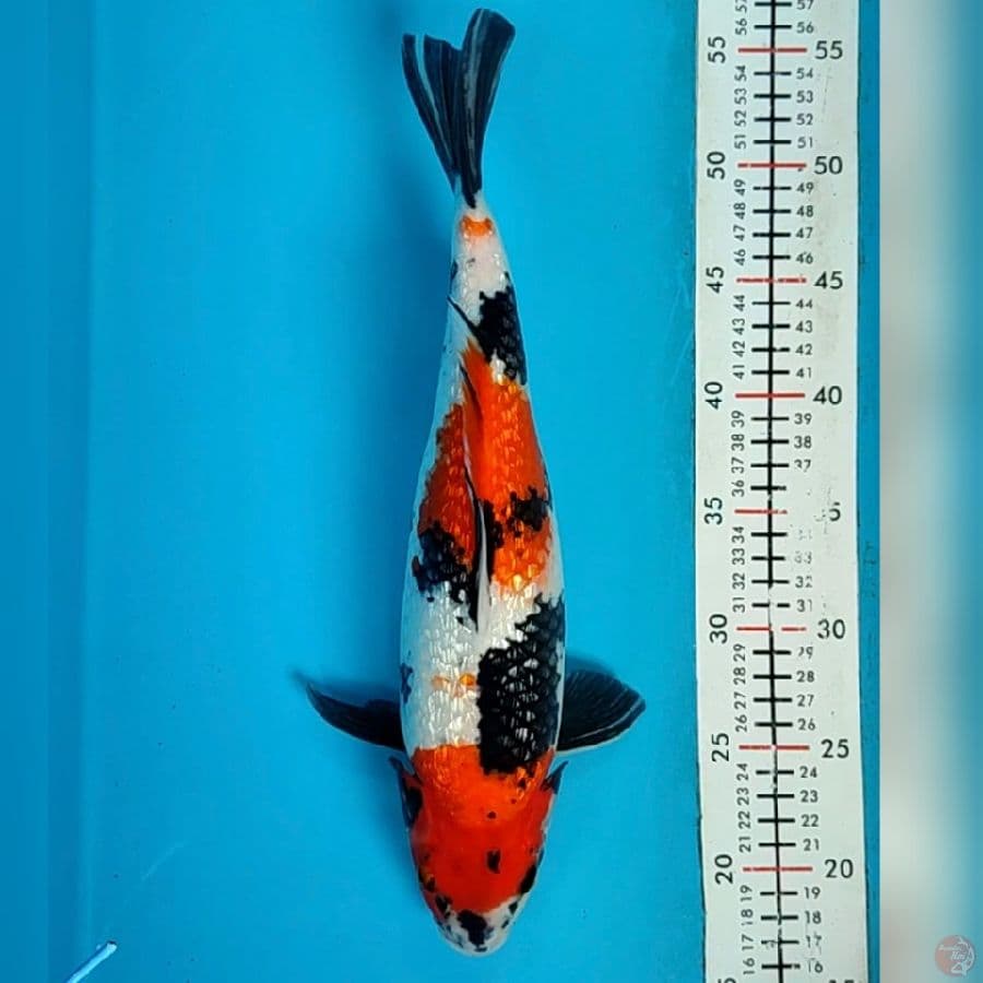 showa ghinrin 37cm/f