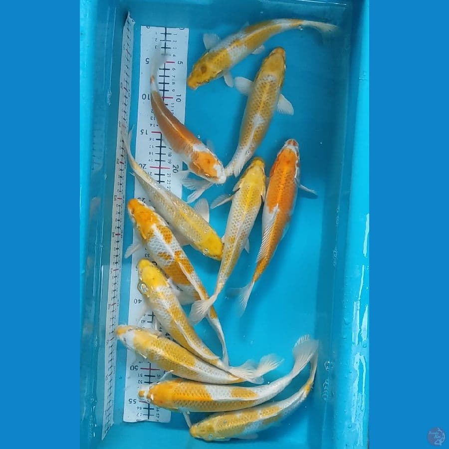 paket 11 ekor 25-28 cm