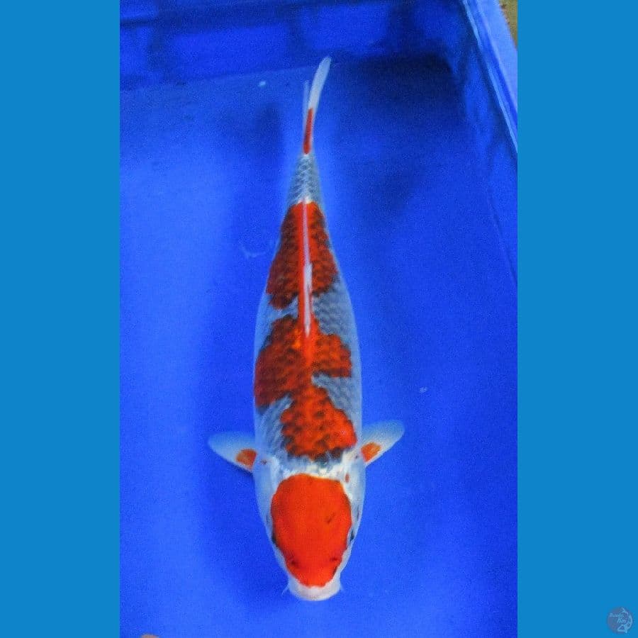 Goshiki ±42cm