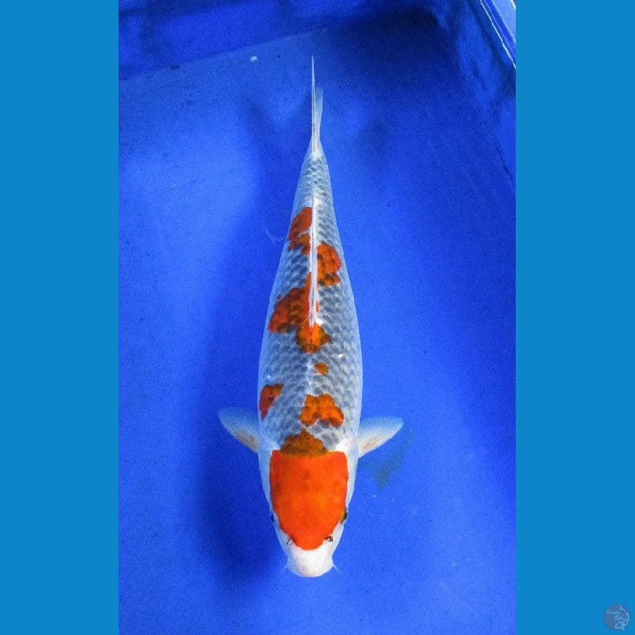 Goshiki ±40cm
